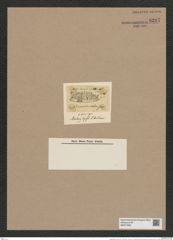 Stephanopyxis rudis Grun. (de-Toni-Nr.: Genus 187, Species 4634) Zeichnungen Sammlung Grunow Nr. 8287 (NHMW-BOT-W0377685)